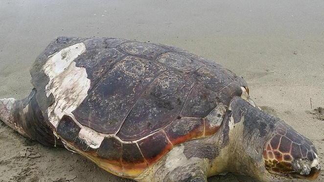 I nidi della Caretta Caretta: al Tartanet di Talamone una giornata di formazione