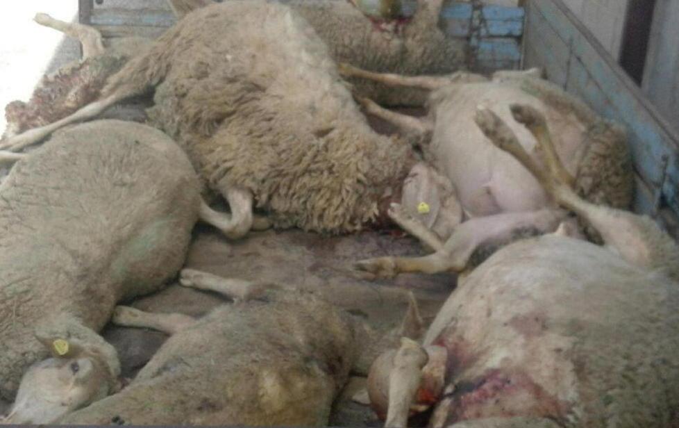 Nuovo assalto dei predatori Pecore sbranate a Manciano