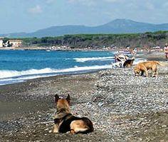 Cani alla bau beach di Marina di Cecina