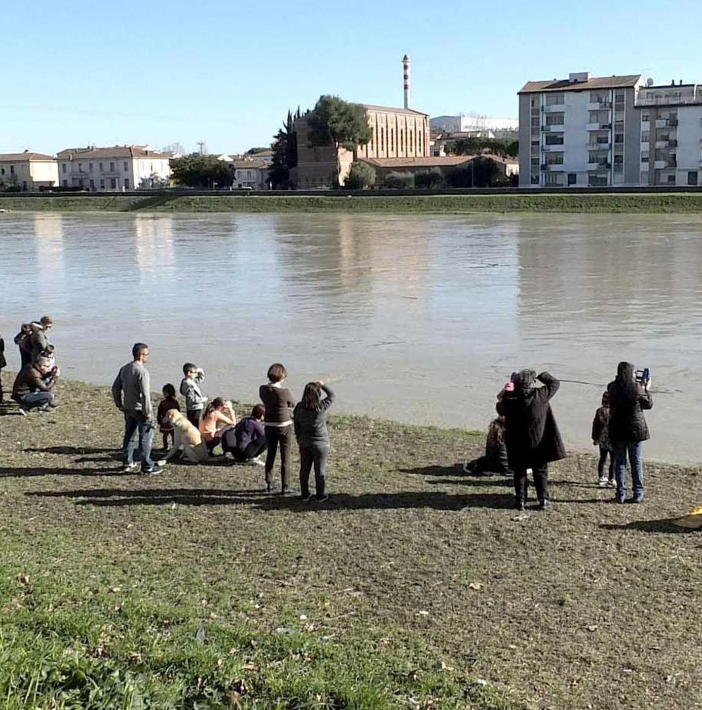 La storia del delfino dell’Arno che rinunciò alla notorietà 