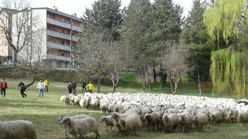 La soddisfazione dei sardi rientrati da “sa paradura”