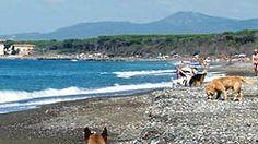 Aggredito sulla spiaggia da quattro cani