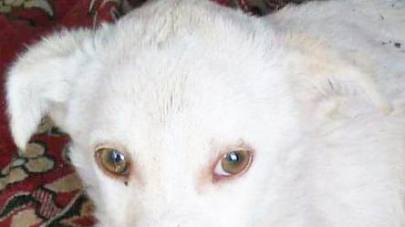Abbandonano il cagnolino lanciandolo in un cortile