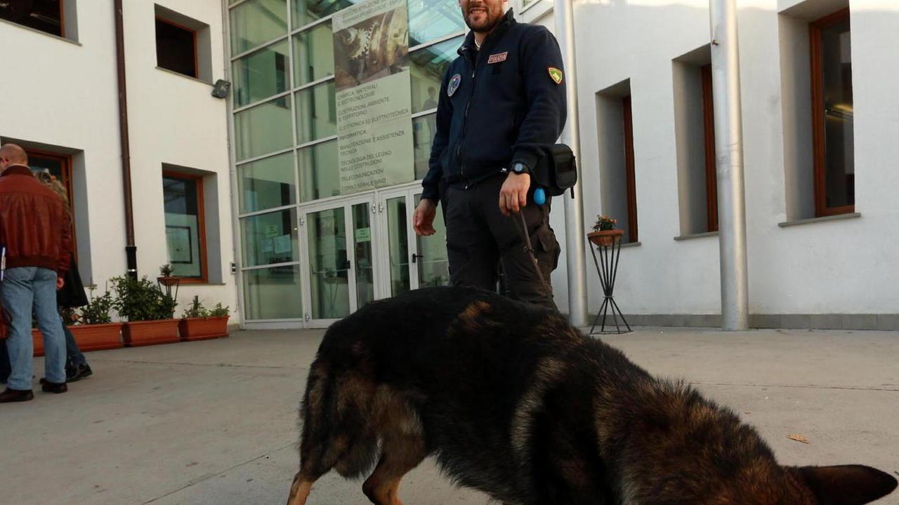 Il cane Amper in azione a Empoli
