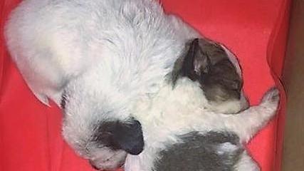 Cinque cuccioli abbandonati hanno già trovato famiglia