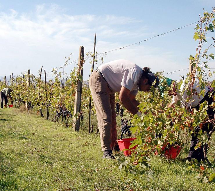 Giovani in agricoltura, bando regionale con beffa 