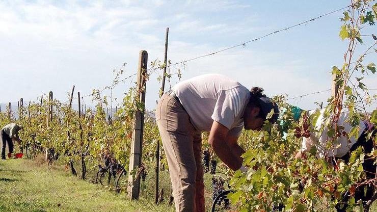 Giovani in agricoltura, bando regionale con beffa