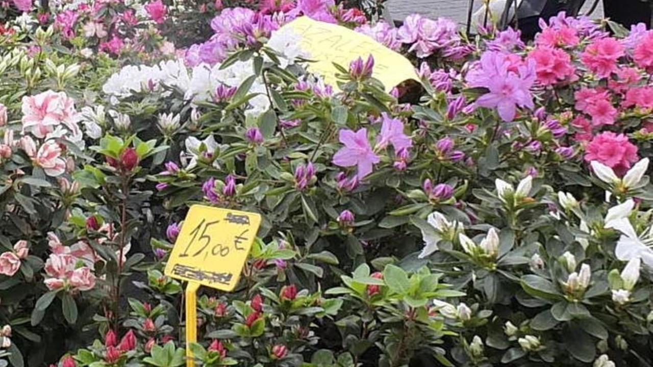 Per l’ottava edizione della manifestazione fiorisce l’arte nei negozi del centro