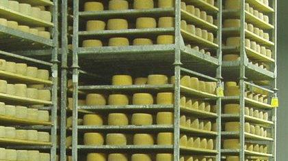 Vertenza pecorino: la Regione parte civile