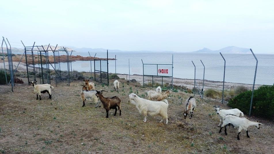 Le capre selvatiche sull'isola di Tavolara