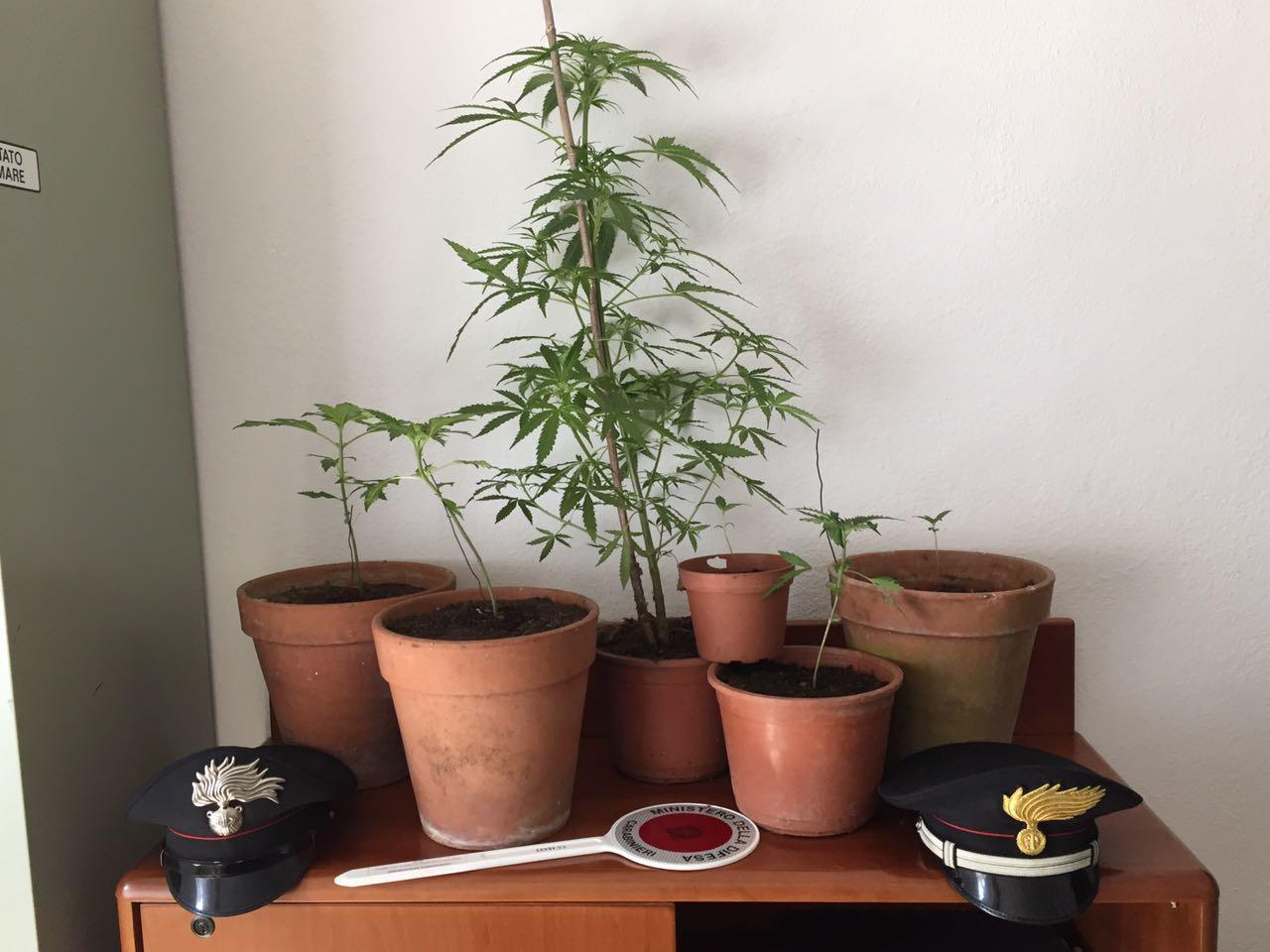 Una delle piante di marijuana scoperte a Fluminimaggiore (foto Peddis)