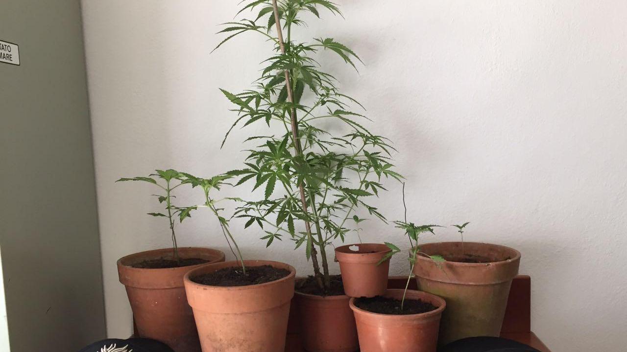 Una delle piante di marijuana scoperte a Fluminimaggiore (foto Peddis)