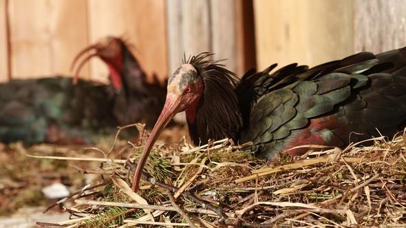 Gli Ibis eremita nei loro nidi (foto Warlrappteam)
