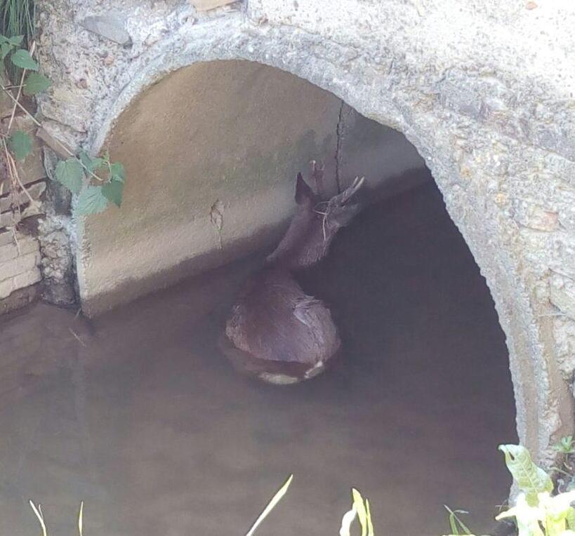 Capriolo in trappola dopo l’urto con un’auto