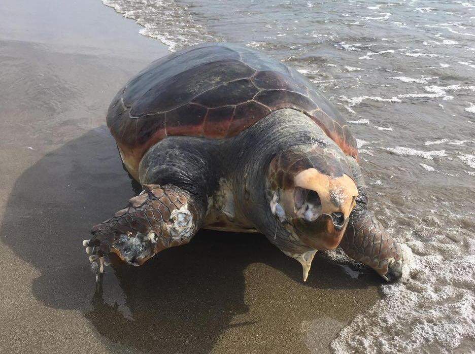 Tartaruga marina morta sulla spiaggia di Fiumetto