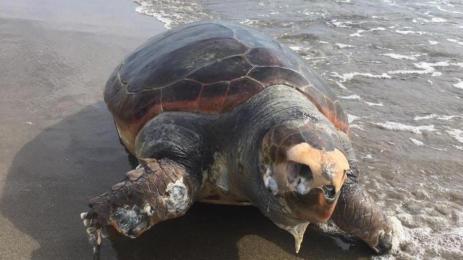 Tartaruga marina morta sulla spiaggia di Fiumetto