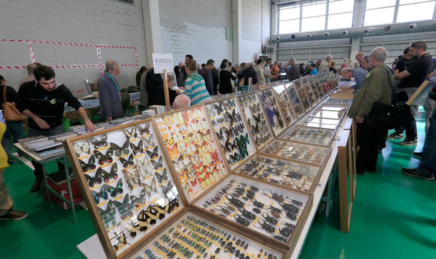 EntoModena: Un viaggio alla scoperta   degli insetti strani e del clima 