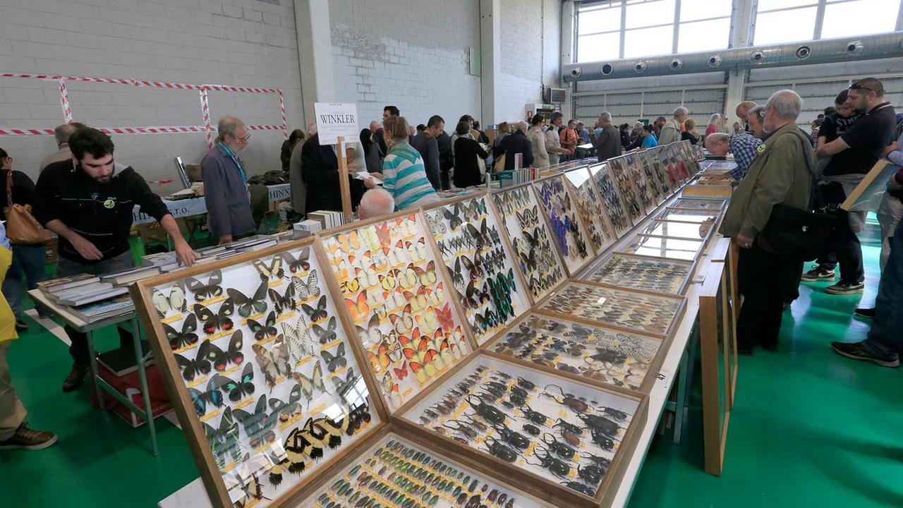 EntoModena: Un viaggio alla scoperta degli insetti strani e del clima