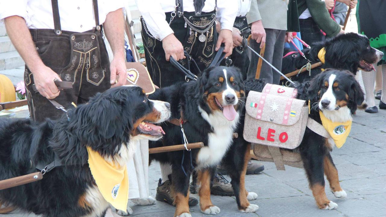 Bovari del Bernese ospiti di "Un Prato di libri"