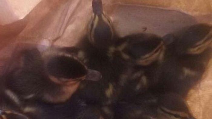 Mamma anatra investita da un'auto a Sassari, salvati gli otto piccoli