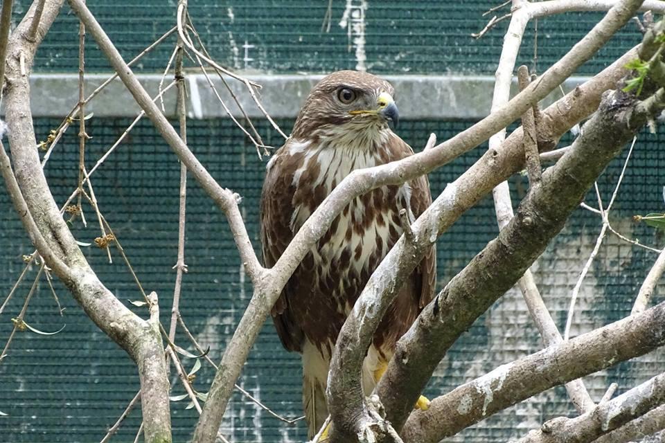 Un gheppio, specie di falco