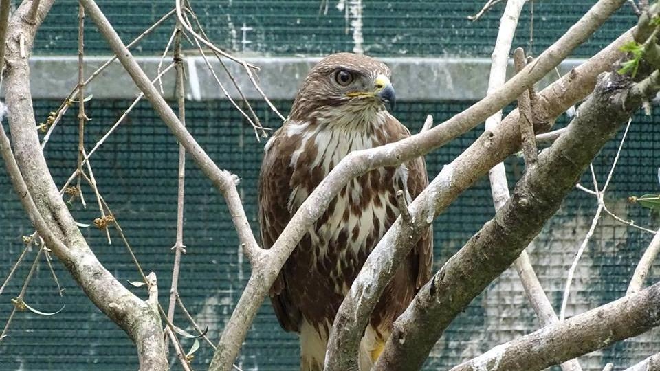 Un gheppio, specie di falco