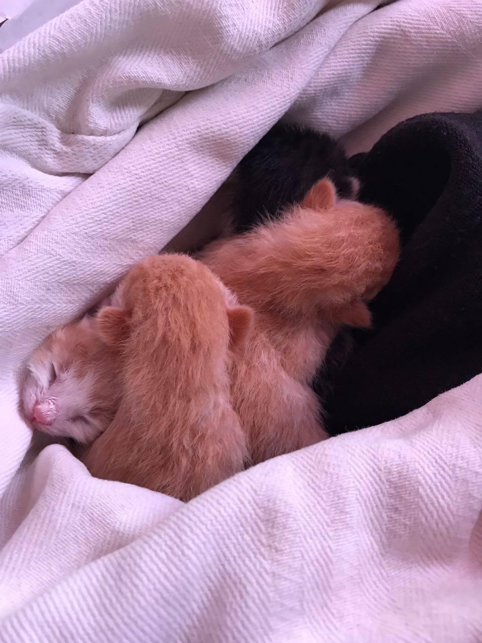 I quattro gattini gettati nella spazzatura