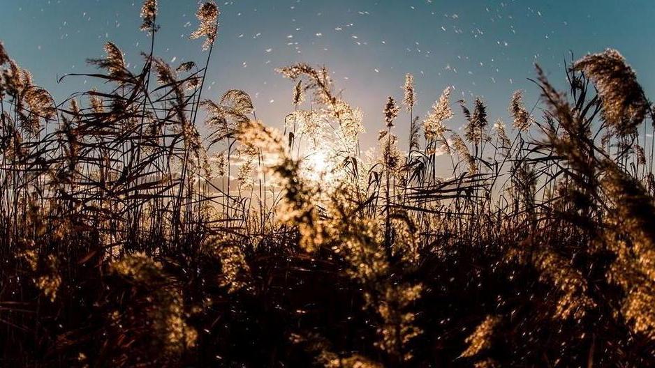 L’Oasi Lipu nel lago di Massaciuccoli