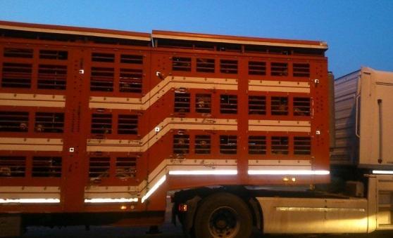 Trasportava 900 agnelli in spazi angusti destinati all'Amiata: multato il camionista 