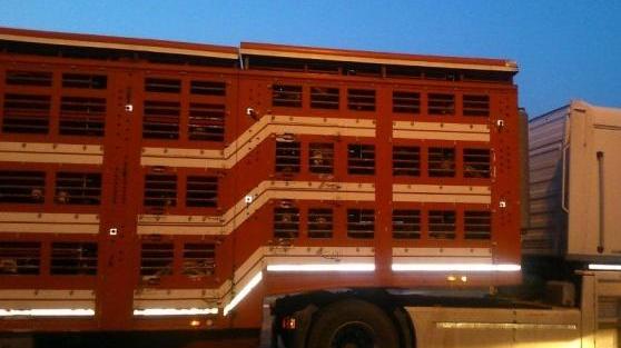 Trasportava 900 agnelli in spazi angusti destinati all'Amiata: multato il camionista