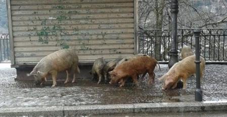 Incontro con Laore Sardegna su peste suina africana e Psr