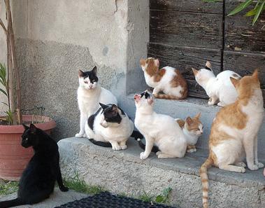 Una lotteria per salvare una colonia di 85 gatti