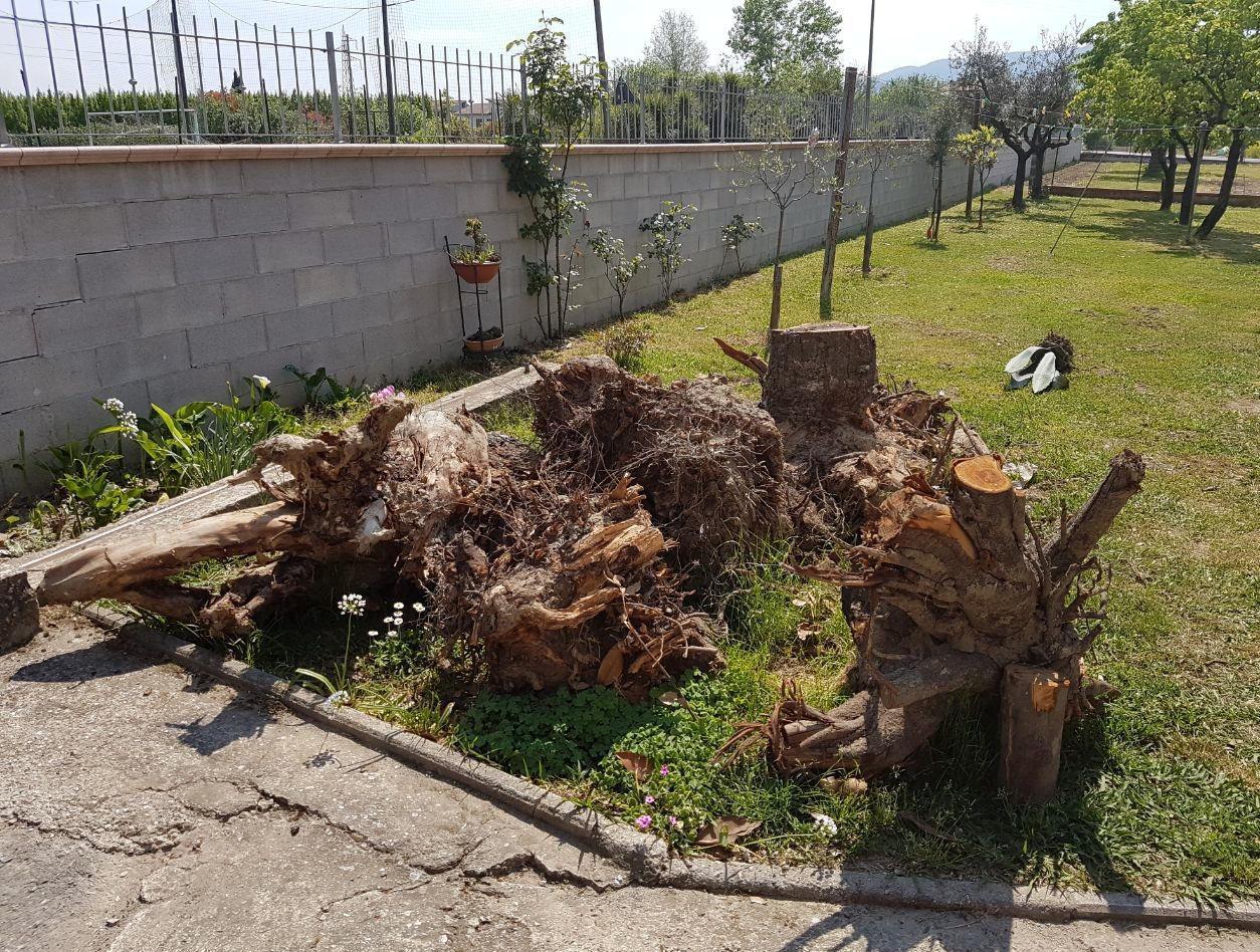 Non sa come smaltire i suoi ceppi di legno 
