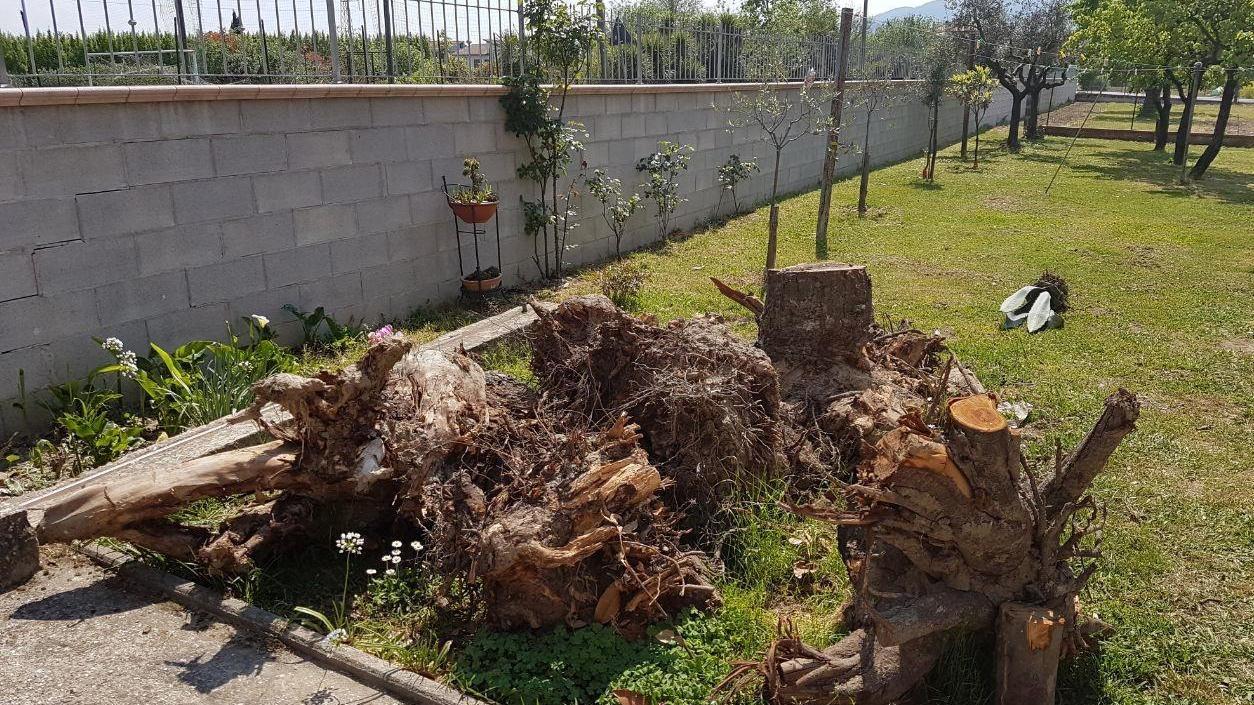 Non sa come smaltire i suoi ceppi di legno