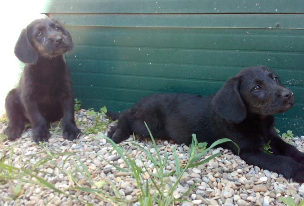 Gatti nei cassonetti lasciati morire Salvati due cani 