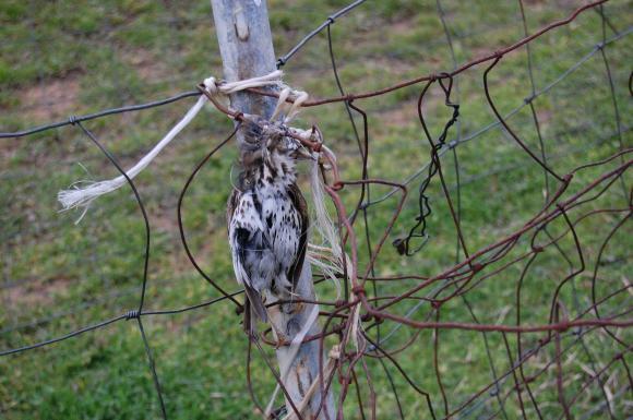 Sarroch, l'arsenale dei bracconieri in un ovile nel parco a Monti Nieddu