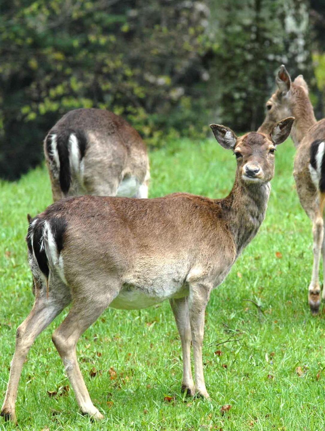 «Nessun soccorso per il capriolo» 