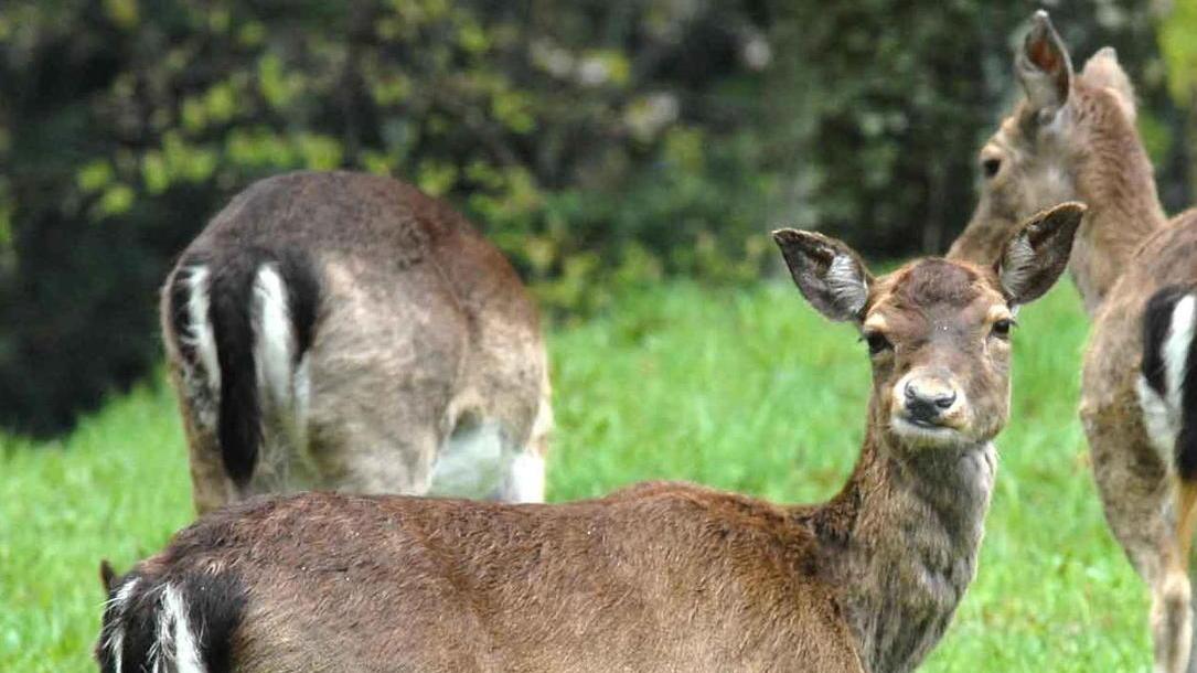 «Nessun soccorso per il capriolo»
