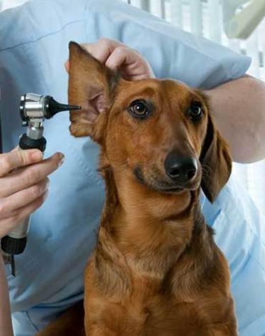 Vita da cani: Asl promossa, Comune no 