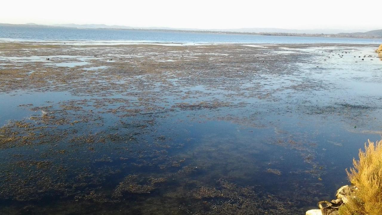 Il comitato scientifico certifica: lo stato della laguna non è buono