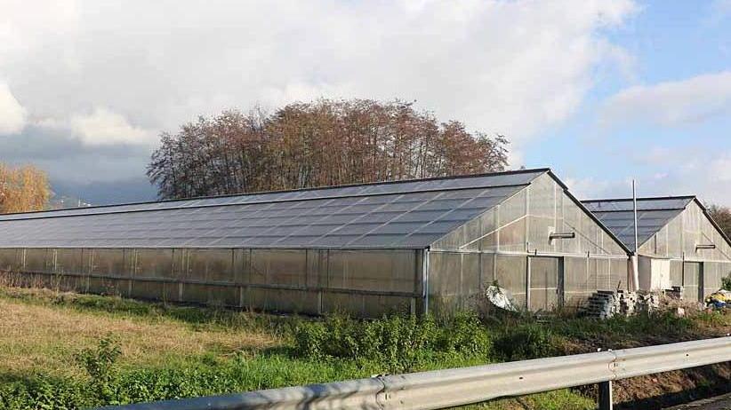 L’allarme dei vivai per la siccità