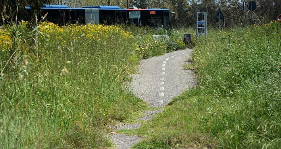 Arborea, il Comune arruola volontari 