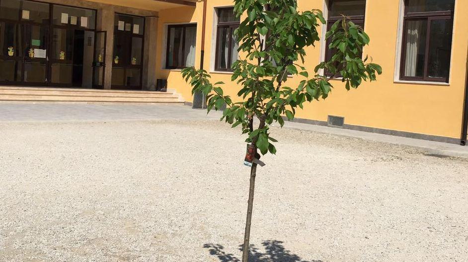 Un ciliegio in memoria della piccola morta a scuola