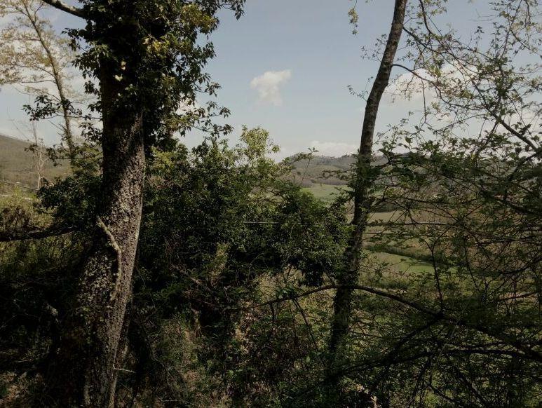 Cade il palo, cavo del telefono tra i rami 