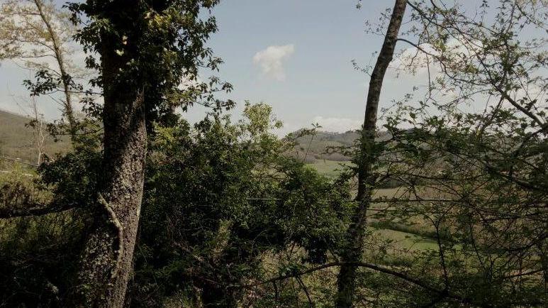 Cade il palo, cavo del telefono tra i rami