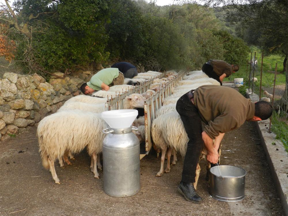 Modello emiliano per il latte sardo 
