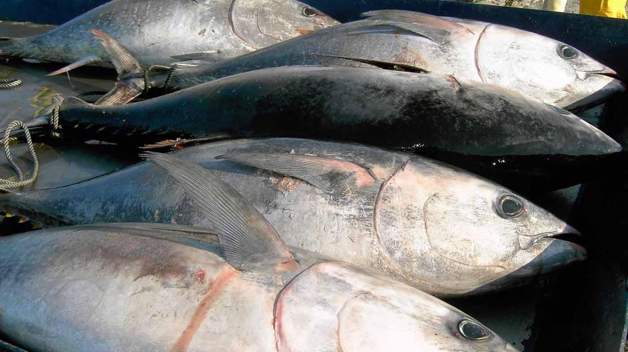 Pesca del tonno, i sardi tagliati fuori dalle licenze 