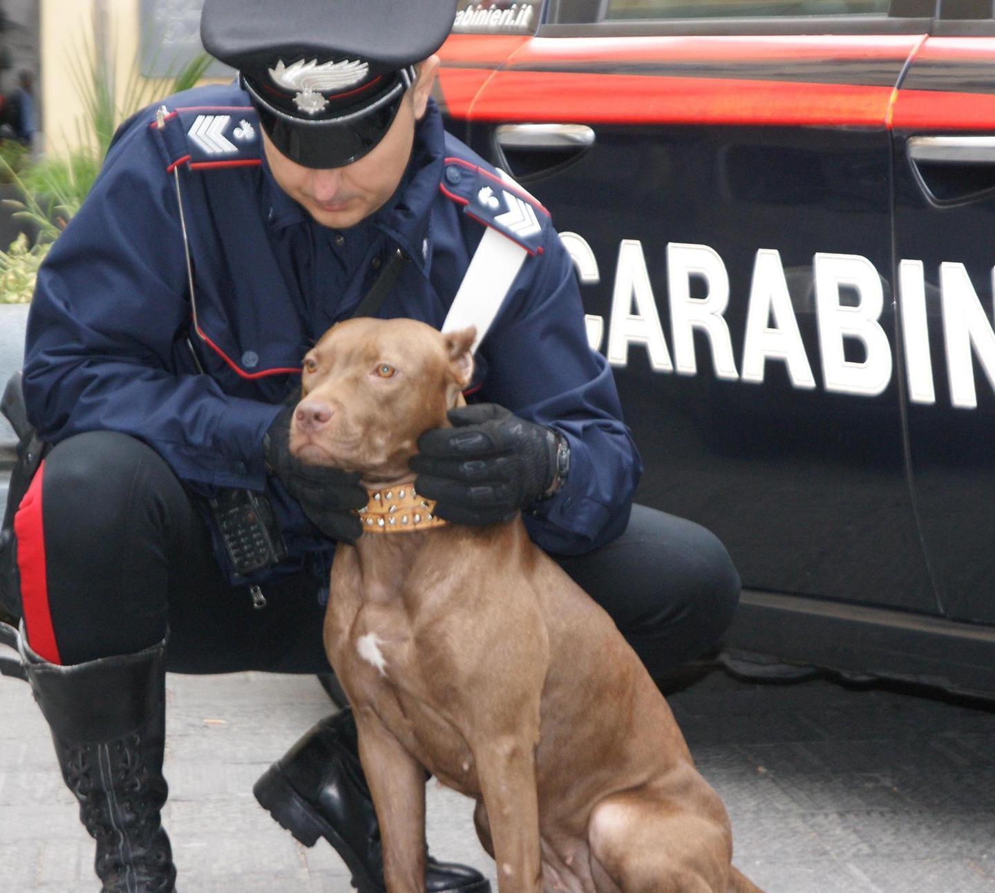 S. Prospero. Aggredito da due “amici” Gli scatena contro il pitbull 