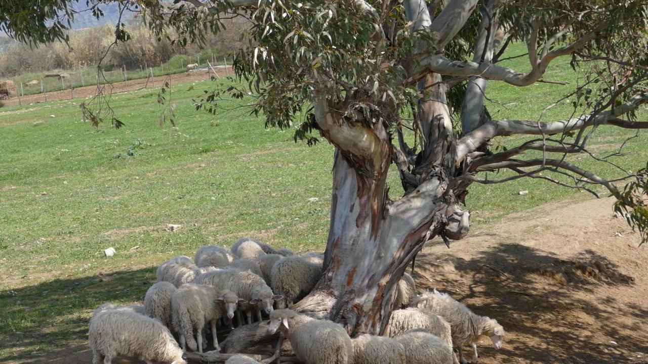 Predazioni, Anci chiede il nulla osta al Piano lupo