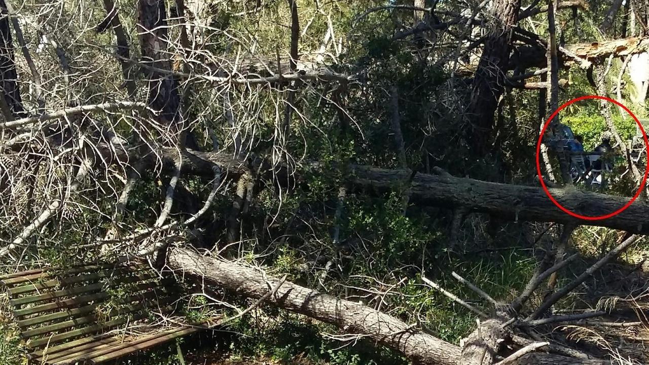 Alberi pericolanti, tra rischi e divieti